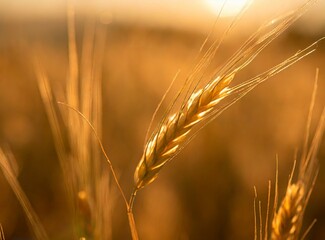 Countryside/field background, wheat leaves macro photography - obrazy, fototapety, plakaty