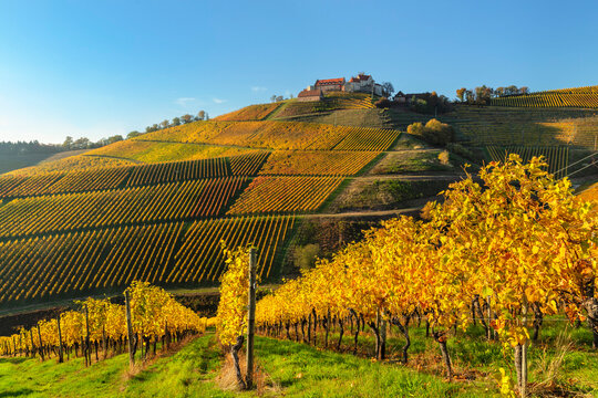 Vineyards surrounding Schloss Staufenberg Castle, Durbach, Black Forest, Baden-Wurttemberg, Germany