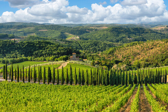 Cypresses avenue in the vineyards near Radda in Chianti, Chianti, Firenze District, Tuscany, Italy