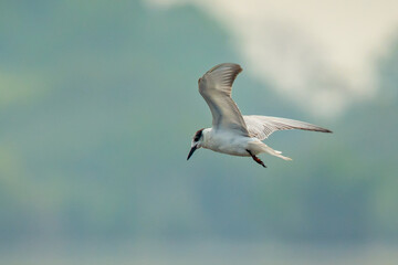 A littletern Sterna albifrons hovering on water, searching for small fish, natural bokeh background