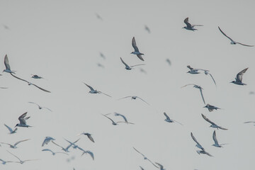 a flock of terns flying together on Jakarta Bay with polluted sky background
