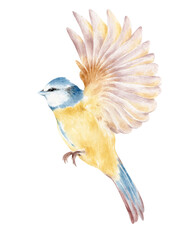 bright tit drawn with watercolor paints