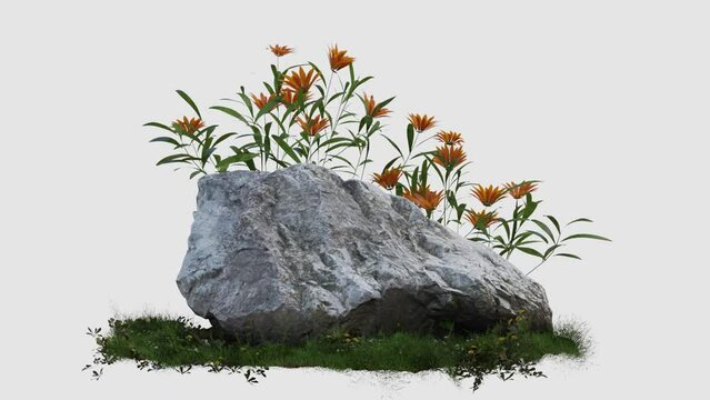 footage of flower and rock stone on white background, 3d illustration rendering