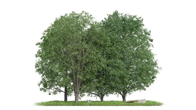 footage of tree group on white background, alpha channel, 3d illustration rendering