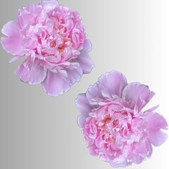carnation flowers