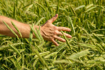 Farmer in field touching his wheat ears
