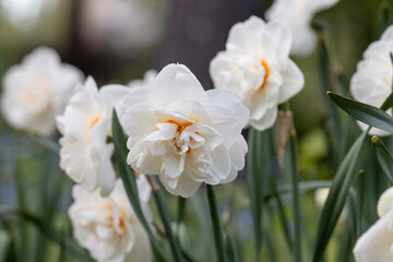 White and orange Double Replete daffodils (Narcissus) bloom in a garden