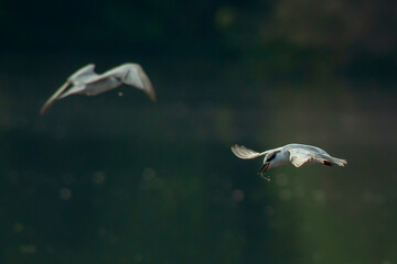 A whiskered tern Chlidonias hybrida hovering on water, searching for small fish, natural bokeh...