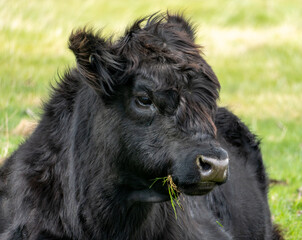 Fototapeta premium black cow eating grass