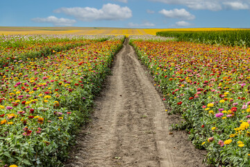 Fototapeta na wymiar A dirt road running to the horizon between two fully bloomed wild flower fields on a farm in Iowa.