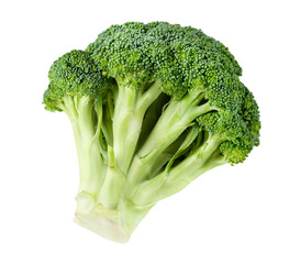 one head of broccoli on a white isolated background