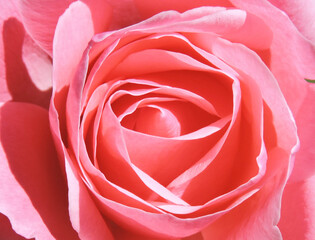 A beautiful pink rose blossom wallpaper, closeup top
