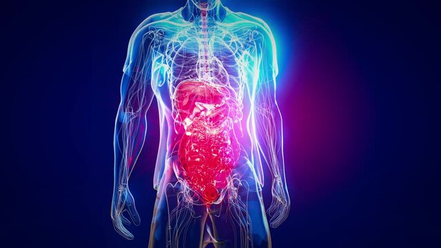 Abstract 3d anatomy view of the gut
