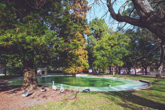 City park with a pond. Geese and ducks on a pond in the park. Braancamp Freire Garden. Lisbon, Portugal