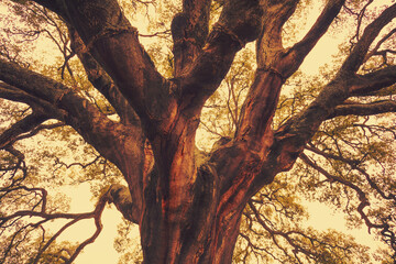 The oldest Cork oak (Quercus suber) in the world. Portugal Alentejo. Nature background