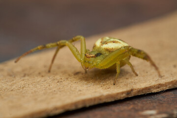 Details of a yellow crab spider