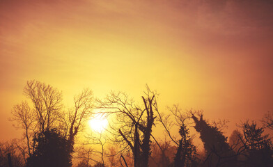 Silhouette of bare trees in early misty morning