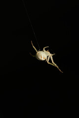 Details of a white crab spider hanging from its web on black background