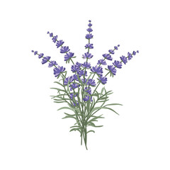 Obraz premium A floral arrangement of lavender flowers in the form of a bouquet for the design of postcards, invitations and other posters.