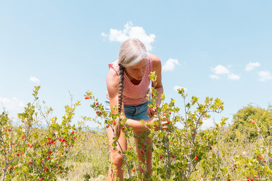 Botanist with Ribes rubrum at organic plantation