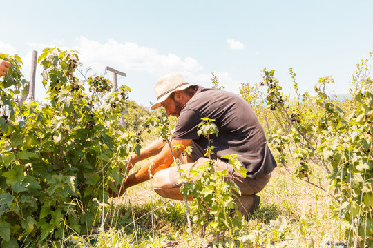 Agronomist with Vaccinium caesariense at organic plantation