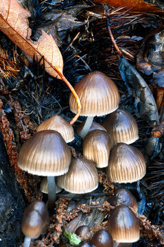 Mushrooms (Mycena seynii) on a chestnut trunk on a autumn day. Sierra de Gredos. Avila.
