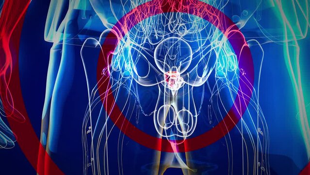 4K abstract 3D animation of the prostate .