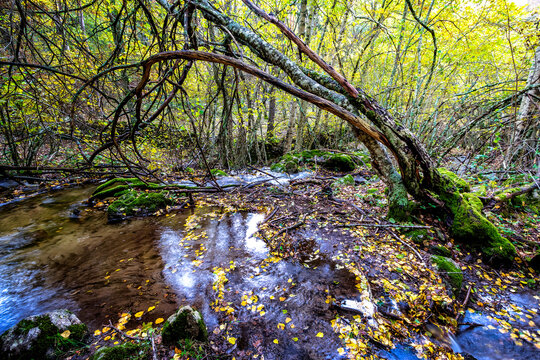 Colores de oto&ntilde;o en el arroyo de la Dehesa de Somosierra