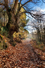 Castaños en otoño en el camino de la Cuesta
