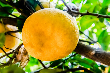 Extreme close up shot of ripe pomelo fruit hanging from the tree with defocused branches.