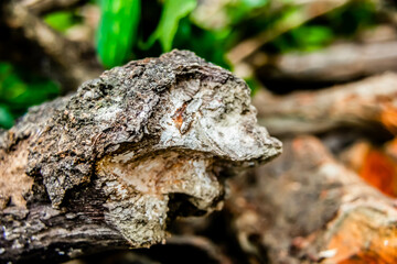 Extreme close up shot of wood log with defocused background-Afforestation concept.