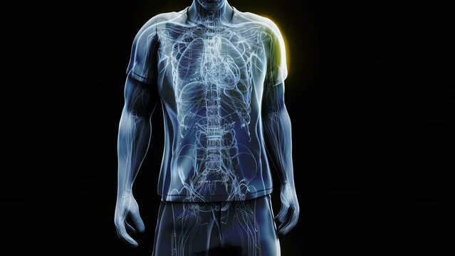 Abstract 3d anatomy view of a man and his physiology