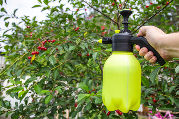 Spraying cherries with boric acid and a solution from parasites. Copy space for text
