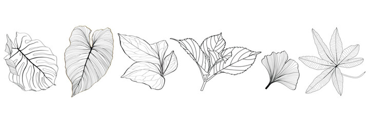 Line tropical exotic leaves set illustration. Beautiful natural outline icon or clip art. Exotic tropical jungle plant symbol. Monochrome isolated elegant and feminine element. - obrazy, fototapety, plakaty
