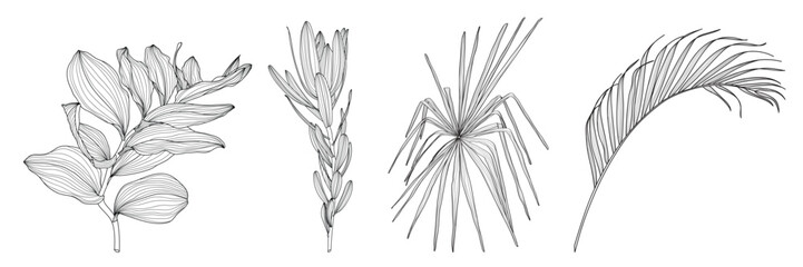 Illustration with collection of tropical line palm leaves, exotic plant branches line isolated on white background.