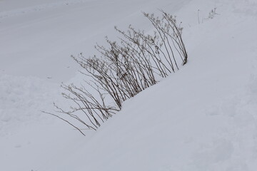 weeds and branches in the snow