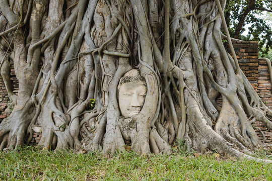 Phra Buddha head attached to tree at ancient temple in Thailand