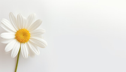Fototapeta na wymiar Chamomile on white background close-up flower