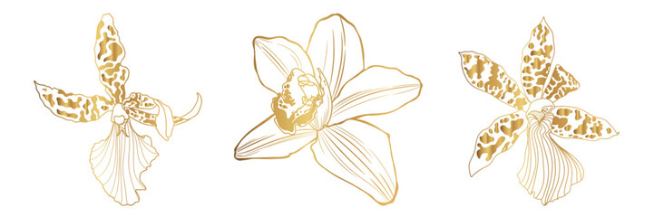 Golden Line Orchid Cymbidium Flowers set. Flora and Isolated Botany Plant with Petals. Tropical exotic line flower illustration. - obrazy, fototapety, plakaty