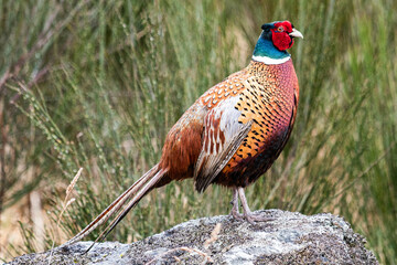Cock Pheasant standing on a rock at Moy , Scotland, United Kingdom