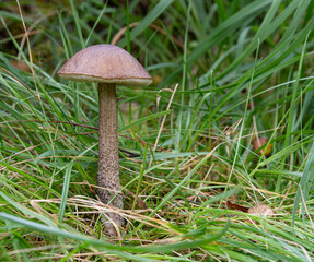Mushroom in Glenborrodale Nature Reserve, Highlands, Scotland