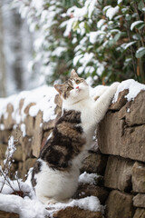 Winterzauber: Katze erkundet den verschneiten Garten vor dem Haus.