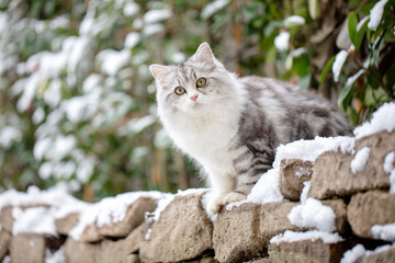 Winterzauber: Katze erkundet den verschneiten Garten vor dem Haus.