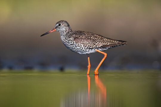Wading common redshank Bird in the Wetlands of Ciudad Real, Spain