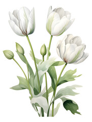 Fototapeta premium White watercolor tulips isolated on white background