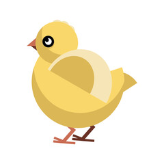 Colorful chick, poultry farming. Vector illustration. The drawing is isolated on a white background.