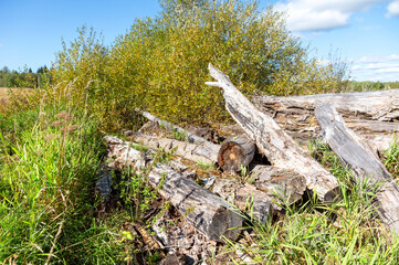 Broken old cut tree logs piled up near a forest road in sunny summer day