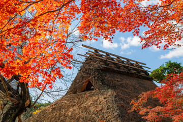 藁葺き屋根の日本家屋と秋の紅葉 - obrazy, fototapety, plakaty