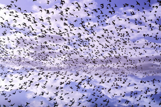 Flock of Birds Soaring Beneath a Purple Sky