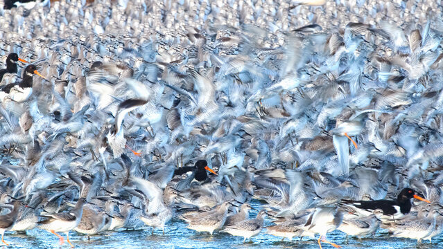 Chaotic Beauty of a Massive Bird Flock in Flight